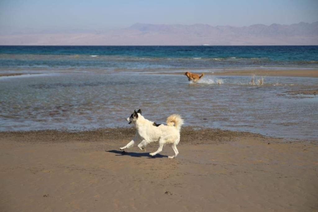 Sebaii Camp السباعى كامب شاطئ الترابين بجوار ويت بالس Hostel Nuweiba` Buitenkant foto