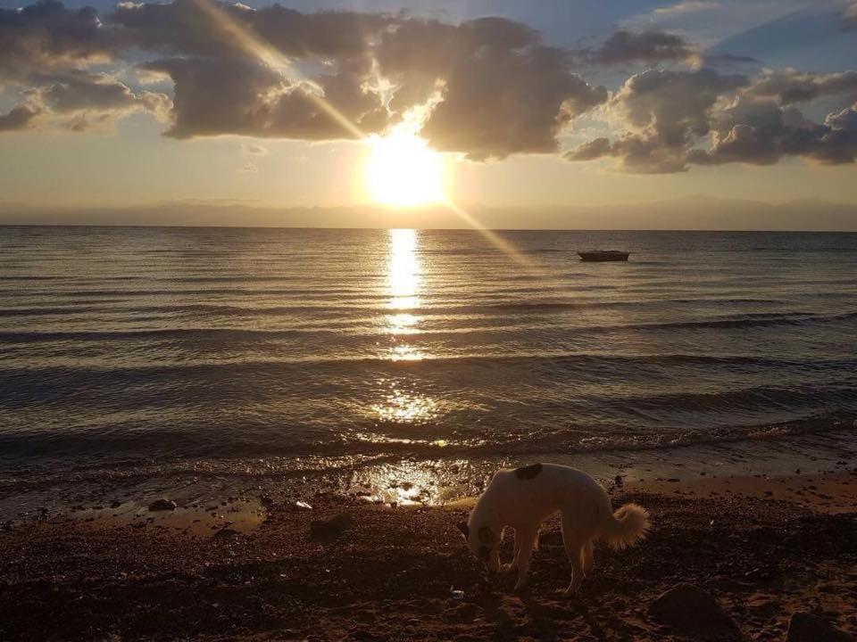 Sebaii Camp السباعى كامب شاطئ الترابين بجوار ويت بالس Hostel Nuweiba` Buitenkant foto